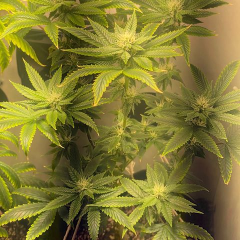 Tangie 2# growlog timeline photo