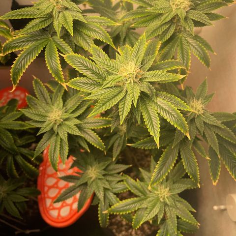 Tangie 2# growlog timeline photo