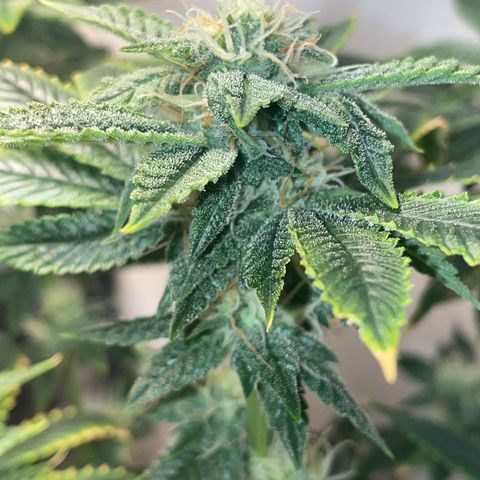 Tangie 2# growlog timeline photo