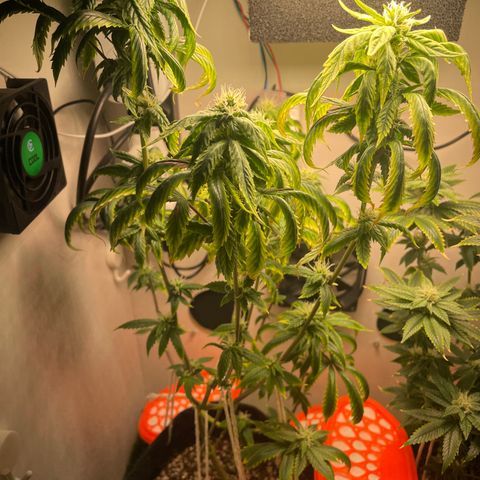 Tangie 1# growlog timeline photo
