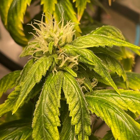 Tangie 1# growlog timeline photo