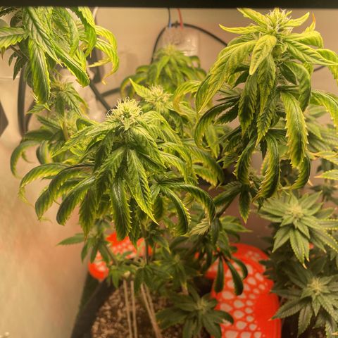 Tangie 1# growlog timeline photo