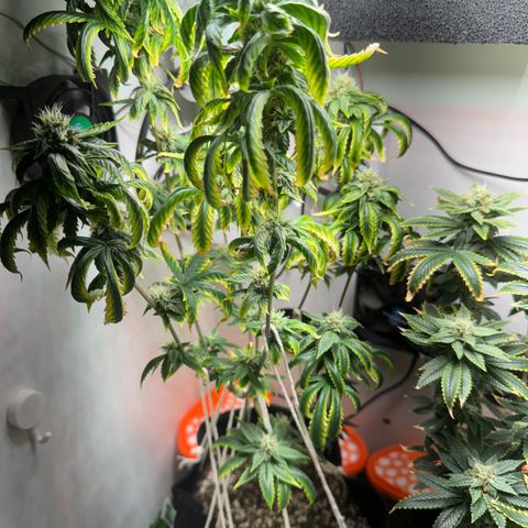 Tangie 1# growlog timeline photo