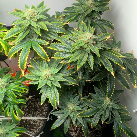 Tangie 2# growlog timeline photo