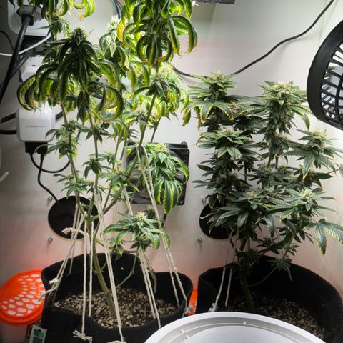 Tangie 1# growlog timeline photo