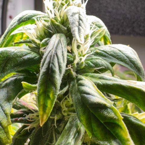 Tangie 1# growlog timeline photo