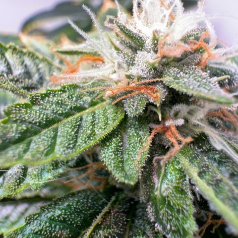 Tangie 2# growlog timeline photo