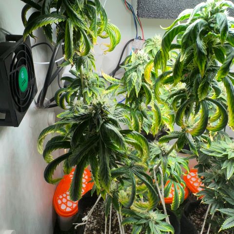 Tangie 1# growlog timeline photo