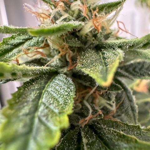 Tangie 2# growlog timeline photo