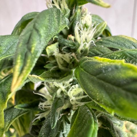 Tangie 1# growlog photo: Aparência dela não é das mais bonitas, porém não está travada.