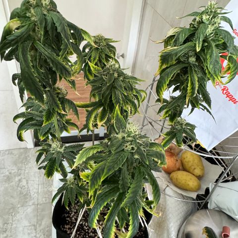 Tangie 1# growlog timeline photo