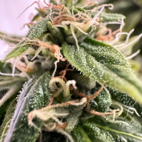 Tangie 1# growlog timeline photo