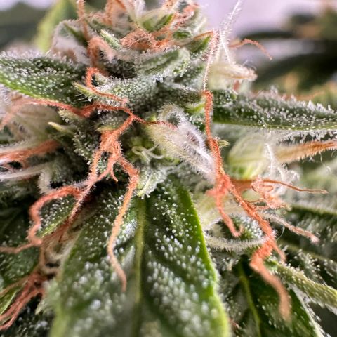 Tangie 2# growlog timeline photo
