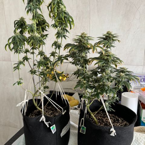 Tangie 2# growlog timeline photo