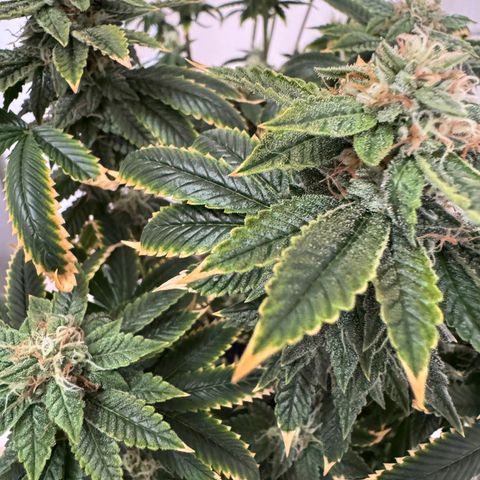 Tangie 2# growlog timeline photo