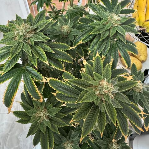 Tangie 2# growlog timeline photo