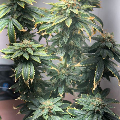 Tangie 2# growlog timeline photo