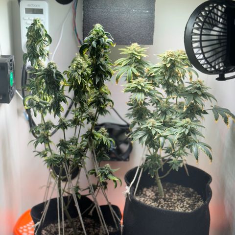 Tangie 1# growlog timeline photo