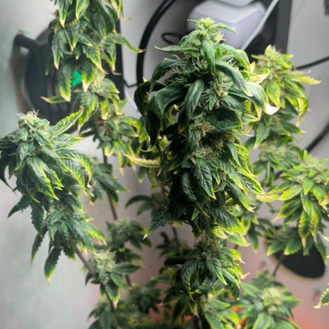 Tangie 1# growlog timeline photo