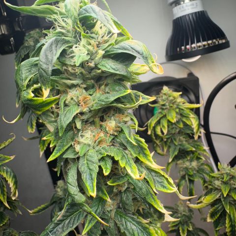 Tangie 1# growlog timeline photo