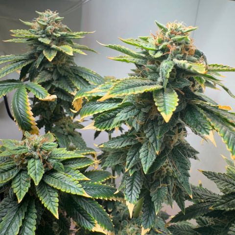Tangie 2# growlog timeline photo