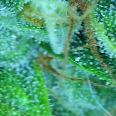 Tangie 1# growlog timeline photo