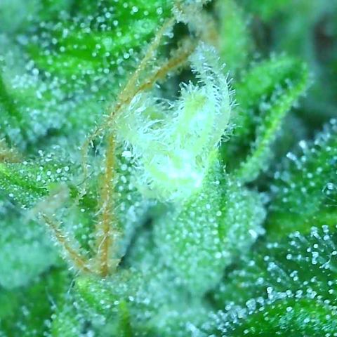 Tangie 1# growlog timeline photo