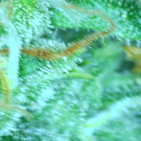 Tangie 1# growlog timeline photo