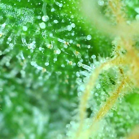 Tangie 1# growlog timeline photo
