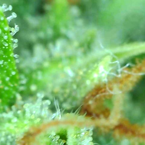 Tangie 1# growlog timeline photo