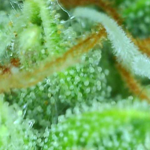 Tangie 2# growlog timeline photo