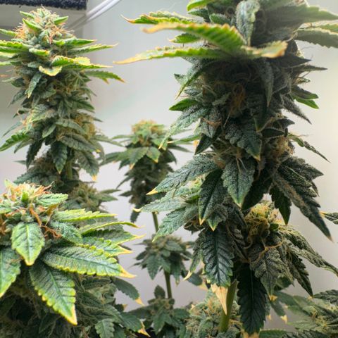 Tangie 2# growlog timeline photo