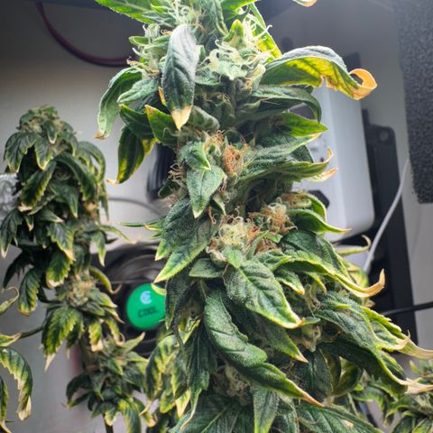 Tangie 1# growlog timeline photo