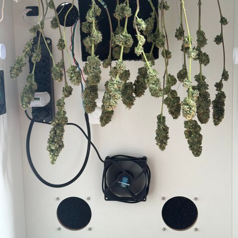 Tangie 1# growlog timeline photo