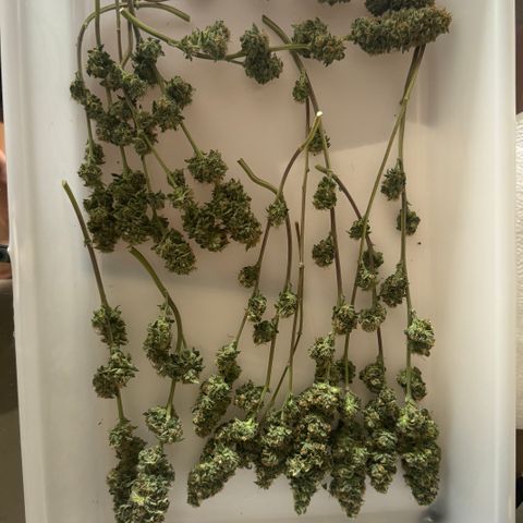 Tangie 2# growlog timeline photo