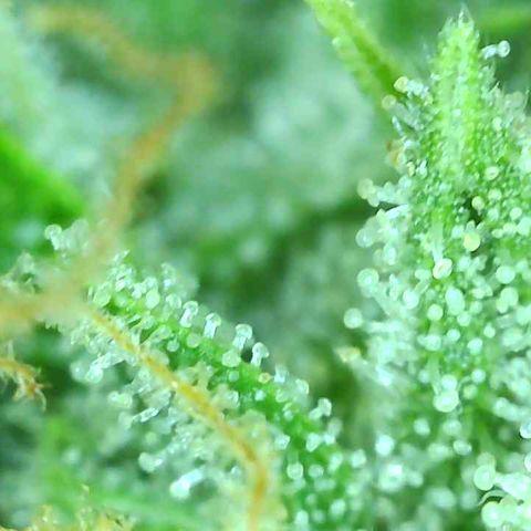 Tangie 2# growlog timeline photo