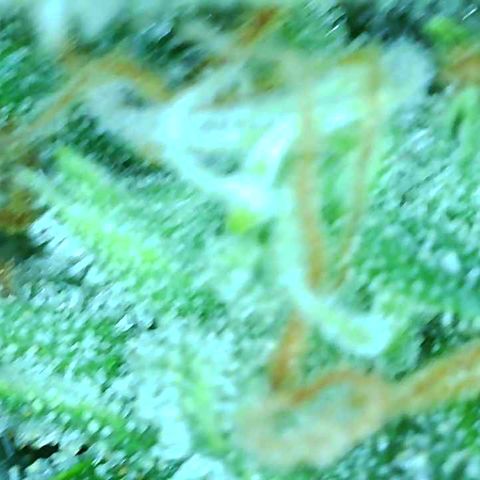 Tangie 2# growlog timeline photo