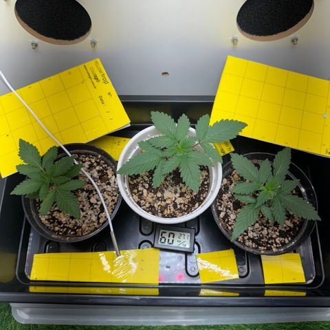 White Gorilla growlog timeline photo