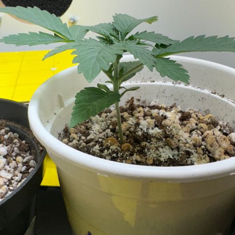 AK-47 growlog timeline photo