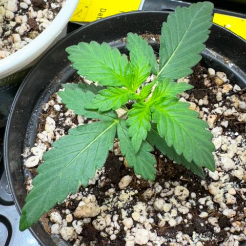 Pre98 x Kush growlog timeline photo