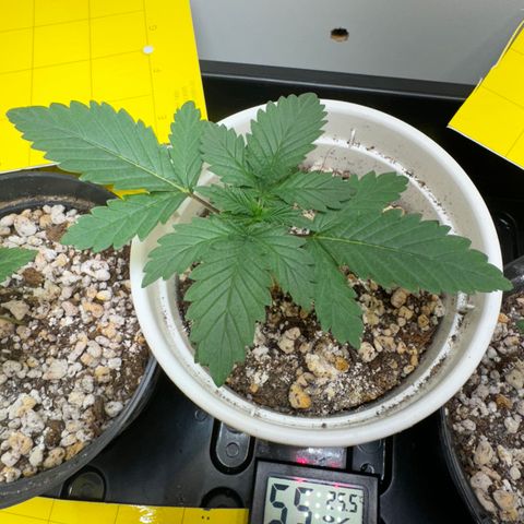 AK-47 growlog timeline photo