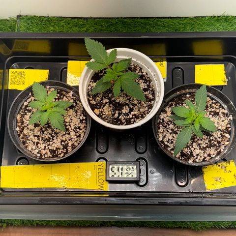 Pre98 x Kush growlog timeline photo