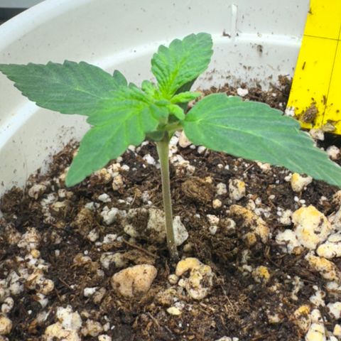 AK-47 growlog timeline photo