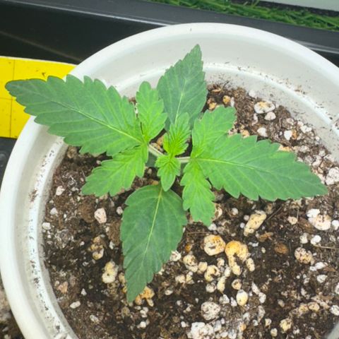 AK-47 growlog timeline photo
