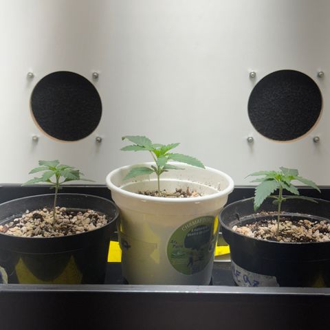 Pre98 x Kush growlog timeline photo