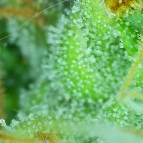Tangie 2# growlog timeline photo