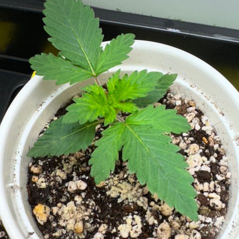 AK-47 growlog timeline photo