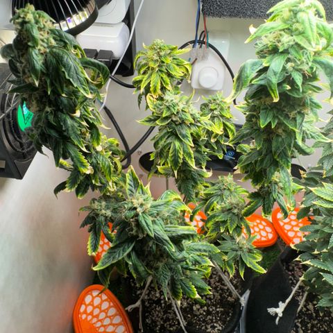 Tangie 1# growlog timeline photo