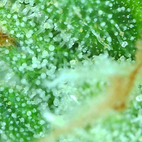 Tangie 1# growlog timeline photo
