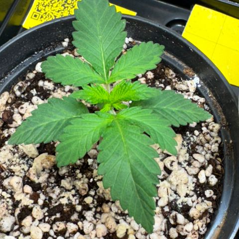 White Gorilla growlog timeline photo